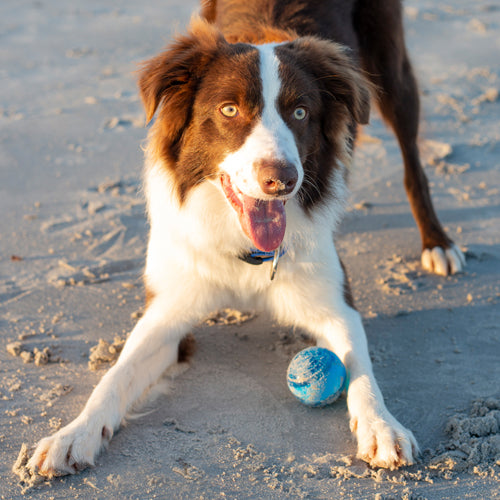 Rogz Squeekz Fetch Ball