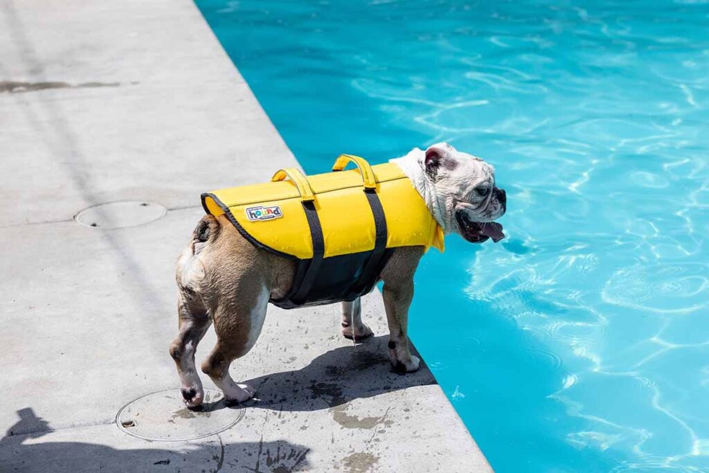 Outward Hound Ripstop Orange Life Jackets