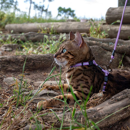 Rogz Alley Cat Classic Harness & Lead Set