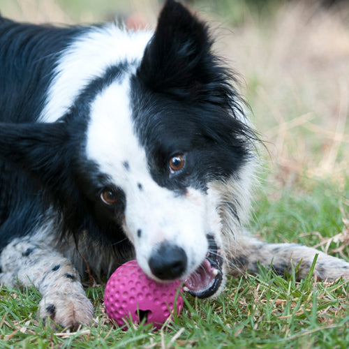 Rogz Gumz Chew Ball