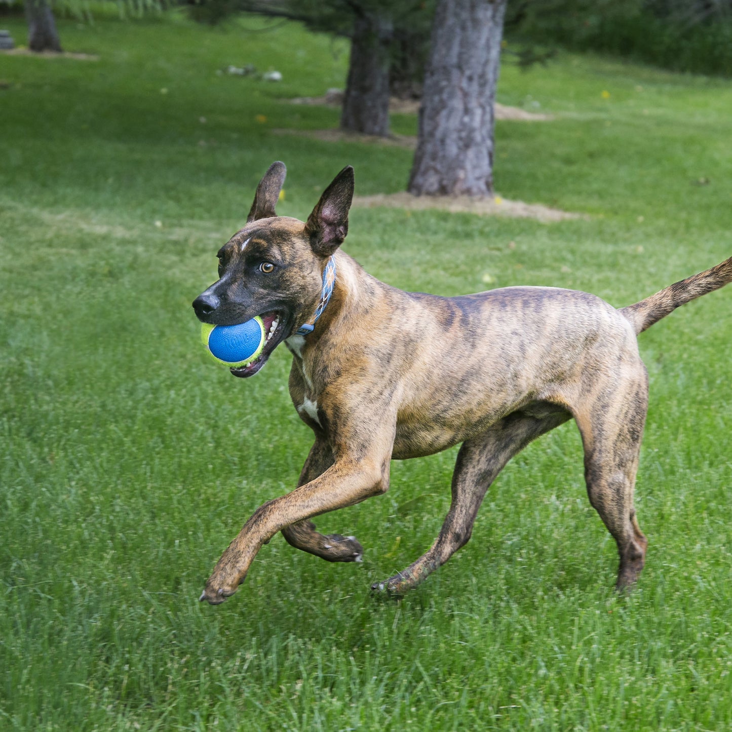 Kong Airdog Squeakair Ultra Tennis Ball