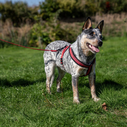 Company of Animals Halti Comfy Harness