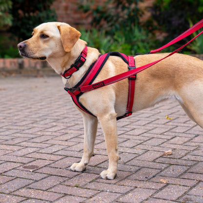 Company of Animals Halti Comfy Harness