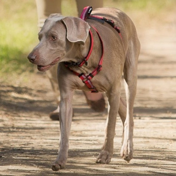 Company of Animals Halti Walking Harness