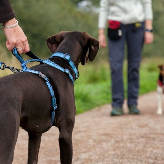 Company of Animals Halti Walking Harness