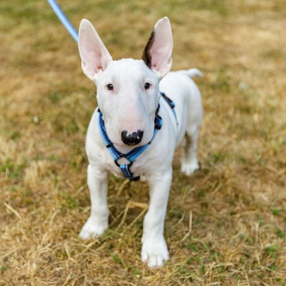 Company of Animals Halti Walking Harness