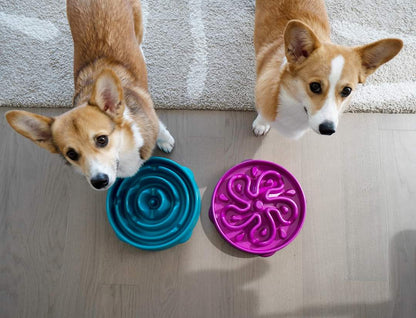 Outward Hound Fun Feeder