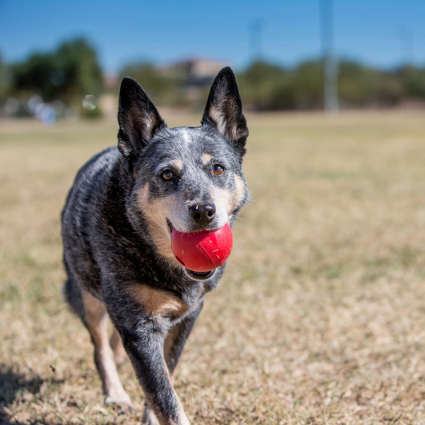 Kong Ball with Hole