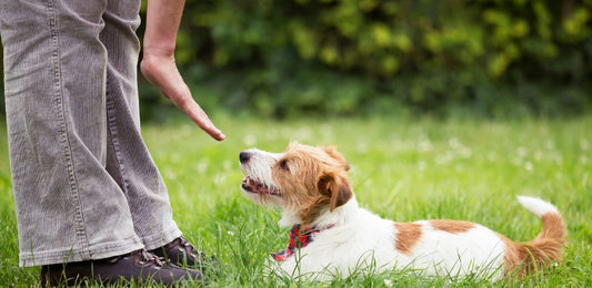 Canine Good Citizen Gold