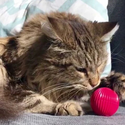 Pet Qwerks Cat Babble Ball