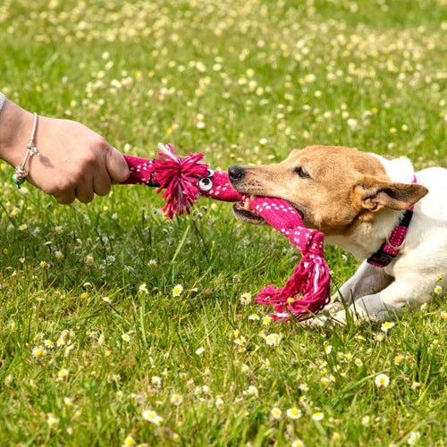 Rogz Scrubz Dental Rope Toy