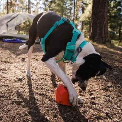 Ruffwear Front Range Harness