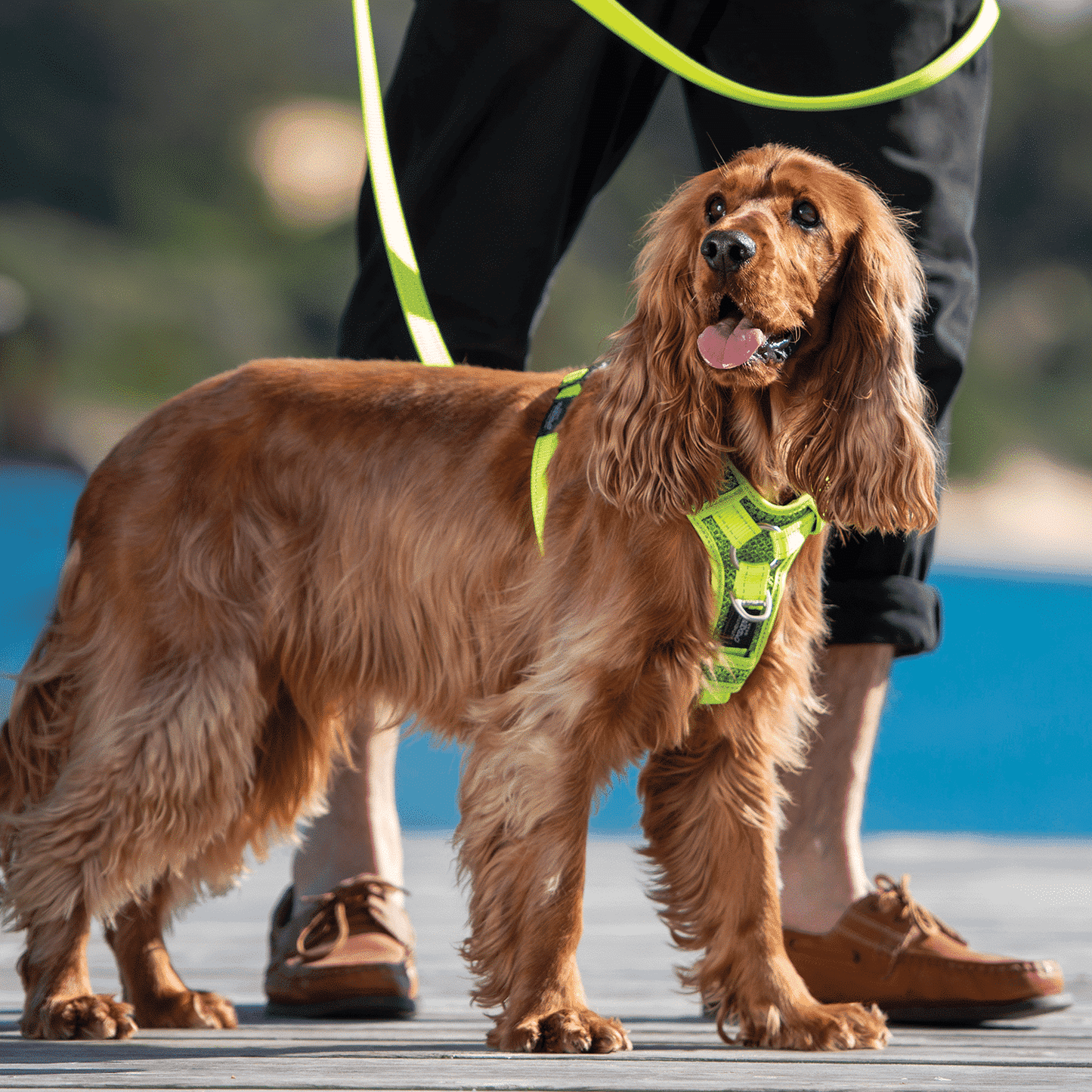 Rogz Utility Control Harness