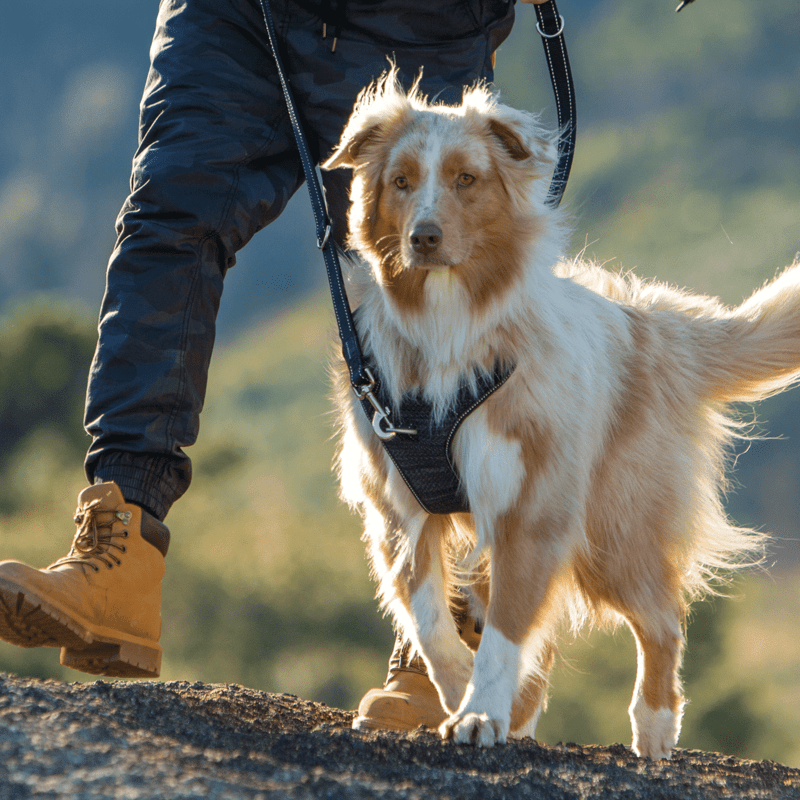 Rogz Utility Explore Harness