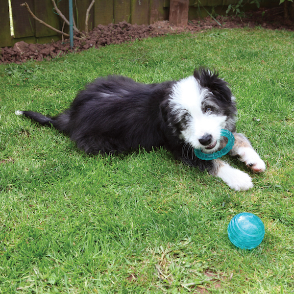 Rosewood BioSafe Puppy Ball