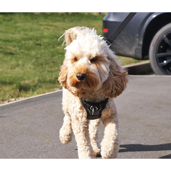 Rosewood Front-Connect Padded Dog Harness