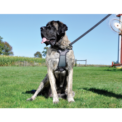 Rosewood Front-Connect Padded Dog Harness