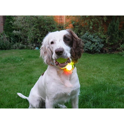 Rosewood Silicon Collar Light