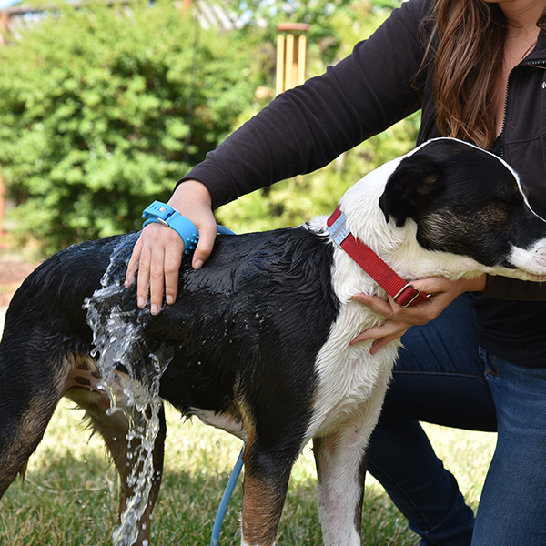 Rosewood Pet Bathing Tool