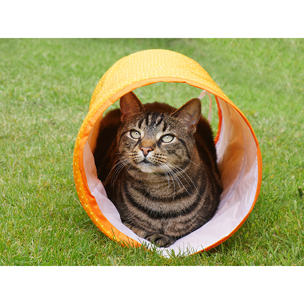 Rosewood Jolly Moggy Cat Tunnel