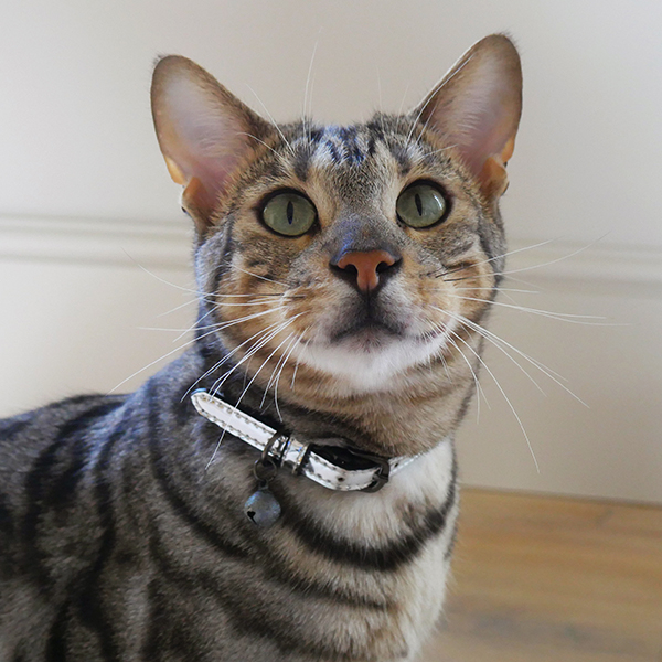 Rosewood Designer Silver Cat Collar