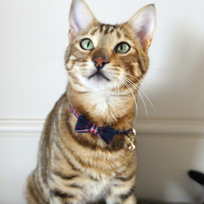 Rosewood Designer Navy and Red Tartan Cat Collar