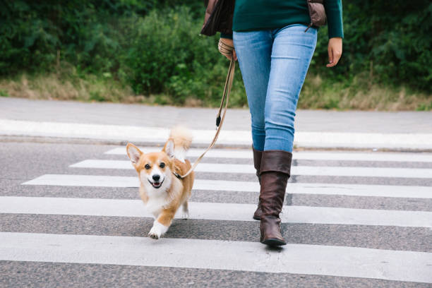 Canine Good Citizen Puppy