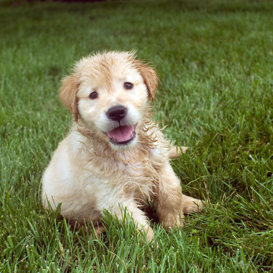 Puppy Foundation Course