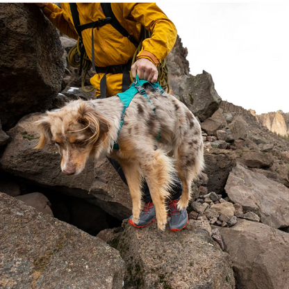 Ruffwear Flagline Harness