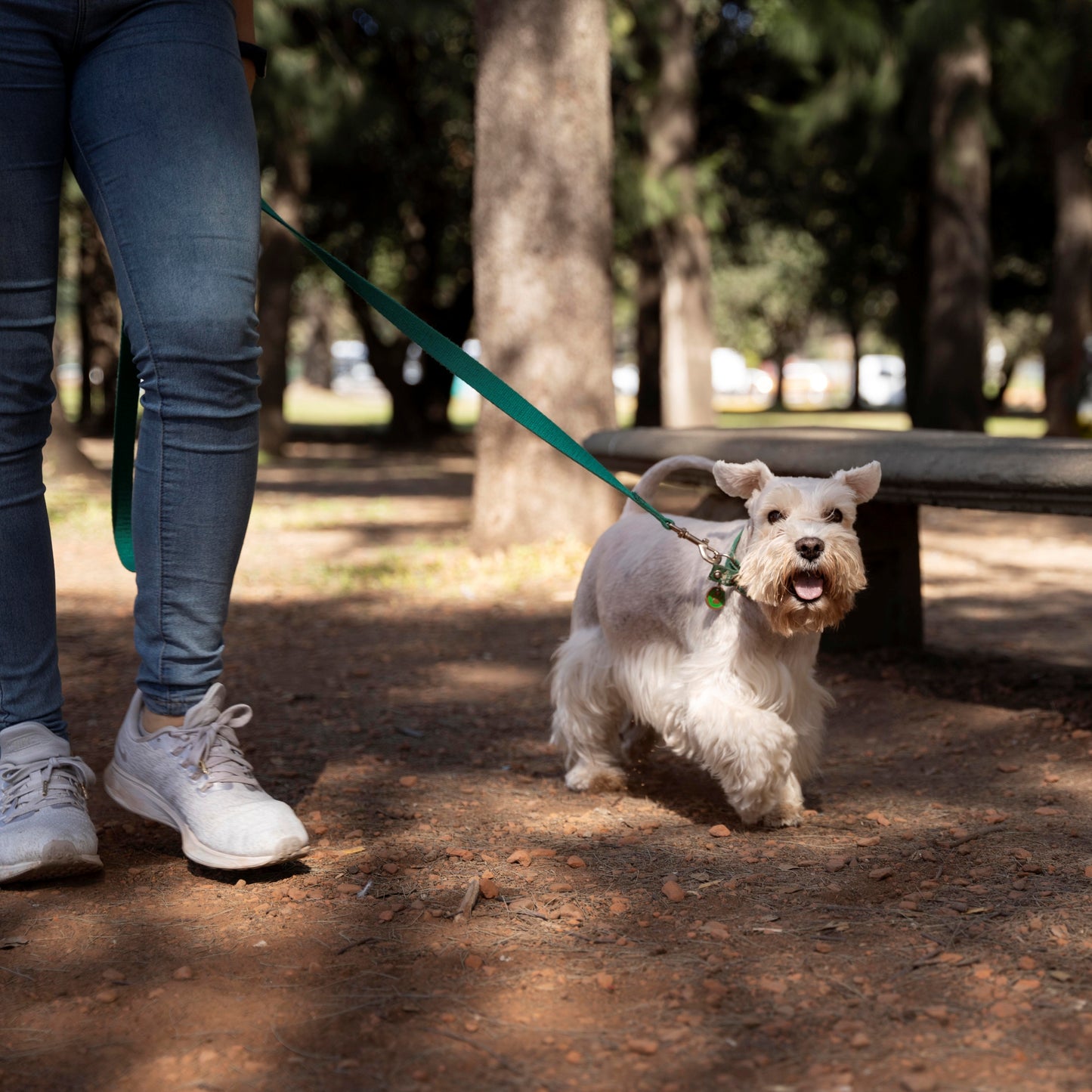 Canine Good Citizen Silver